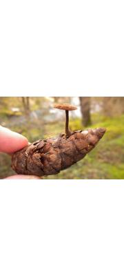 솔방울털버섯 (Auriscalpium vulgare Gray)