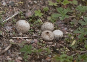비듬찹쌀떡버섯 (Bovista furfruacea Pers.)