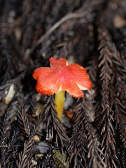 고깔꽃버섯 (Hygrocybe cuspidata (Peck) Roody  > Hygrophorus cuspidatus Peck)