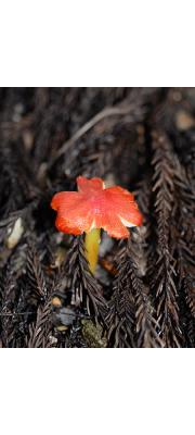 고깔꽃버섯 (Hygrocybe cuspidata (Peck) Roody  > Hygrophorus cuspidatus Peck)