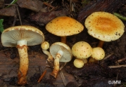 오렌지비늘버섯 (Pholiota lucifera (Lasch) Quél.)