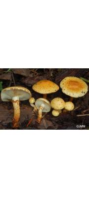 오렌지비늘버섯 (Pholiota lucifera (Lasch) Quél.)