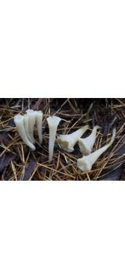 나무싸리버섯 (Clavicorona taxophila (Thom) Doty)