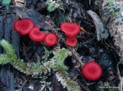 이란성꽃버섯 (Hygrocybe firma (Berk. & Br.) Sing.)