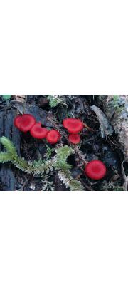 이란성꽃버섯 (Hygrocybe firma (Berk. &amp; Br.) Sing.)