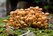 발비늘버섯 (Pholiota malicola (Kauff.) A.H. Sm.)