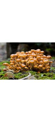 발비늘버섯 (Pholiota malicola (Kauff.) A.H. Sm.)