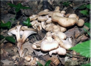 털느타리 (Lentinellus cochleatus (Pers.) P. Karst.)