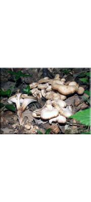 털느타리 (Lentinellus cochleatus (Pers.) P. Karst.)