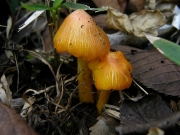 노란대꽃버섯 (Hygrocybe flavescens (Kauffm.) Sing.)