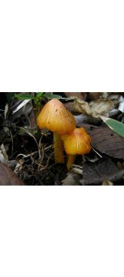 노란대꽃버섯 (Hygrocybe flavescens (Kauffm.) Sing.)