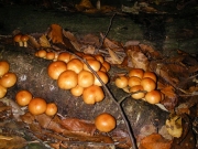 맛비늘버섯(맛버섯,나도팽나무버섯) (Pholiota nameko (T. Ito) S. Ito & Imai)