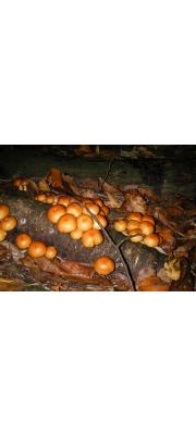 맛비늘버섯(맛버섯,나도팽나무버섯) (Pholiota nameko (T. Ito) S. Ito &amp; Imai)