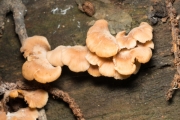 갈색털느타리 (Lentinellus ursinus (Fr.) Kühn.)