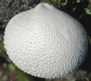 거북찹쌀떡버섯 (Bovista nigrescens Pers.)