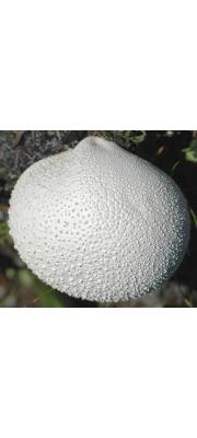 거북찹쌀떡버섯 (Bovista nigrescens Pers.)