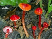 빨간리본꽃버섯 (Hygrocybe hypohaemacta var. boninensis (Hongo) Hongo)