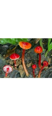 빨간리본꽃버섯 (Hygrocybe hypohaemacta var. boninensis (Hongo) Hongo)