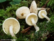 애기털비늘버섯(노랑털비늘버섯) (Pholiota scamba (Fr.) Moser)
