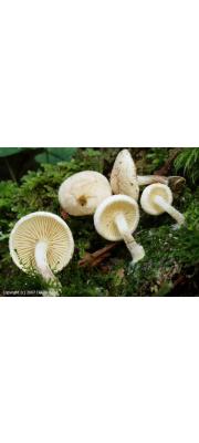 애기털비늘버섯(노랑털비늘버섯) (Pholiota scamba (Fr.) Moser)