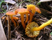 황적색꽃버섯 (Hygrocybe imazekii (Hongo) Hongo)