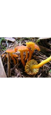 황적색꽃버섯 (Hygrocybe imazekii (Hongo) Hongo)
