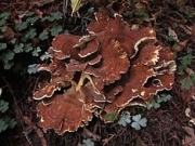구상장미버섯 (Bondarzewia montana (Quél.) Sing.  > Bondarzewia mesenterica (Schaeff.) Creisel)