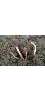 보라꽃버섯(보라처녀버섯) (Hygrocybe lacmus (Schum.) Ort. &amp; Watl.  > Hygrocybe subviolacea (Peck.) Ort. &amp; Watl.)