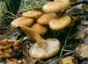 비늘버섯(비늘버섯부치) (Pholiota squarrosa (Vahl) P. Kumm.  > Pholiota squarrosa var. verruculosa)