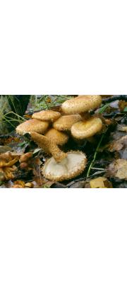 비늘버섯(비늘버섯부치) (Pholiota squarrosa (Vahl) P. Kumm.  > Pholiota squarrosa var. verruculosa)