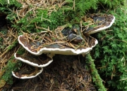 뿌리버섯 (Heterobasidion annosum (Fr.) Bref.)