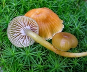 장미꽃버섯 (Hygrocybe laeta (Pers.) P. Kumm.)