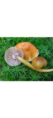 장미꽃버섯 (Hygrocybe laeta (Pers.) P. Kumm.)