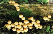 침비늘버섯 (Pholiota squarrosoides (Peck) Sacc.)
