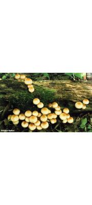 침비늘버섯 (Pholiota squarrosoides (Peck) Sacc.)