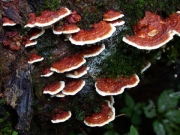 벽돌빛뿌리버섯(벽돌빛잔나비버섯) (Heterobasidion insulare (Murr.) Ryv. > Fomitopsis insularis (Murr.) Imaz)