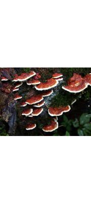 벽돌빛뿌리버섯(벽돌빛잔나비버섯) (Heterobasidion insulare (Murr.) Ryv. > Fomitopsis insularis (Murr.) Imaz)