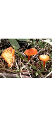 빨강꽃버섯 (Hygrocybe marchii (Bres.) Sing.)