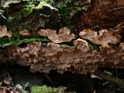 비자표피버섯 (Laurilia sulcata (Burt) Pouz.)