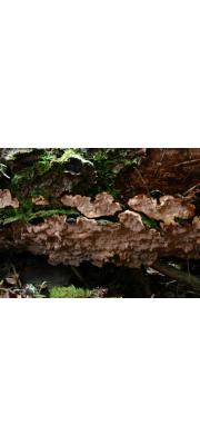 비자표피버섯 (Laurilia sulcata (Burt) Pouz.)