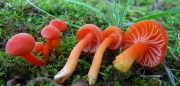 붉은꽃버섯 (Hygrocybe miniata (Fr.) P. Kumm.)