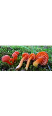 붉은꽃버섯 (Hygrocybe miniata (Fr.) P. Kumm.)