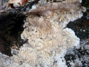털침버섯 (Dentipellis fragilis (Pers.) Donk)