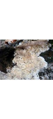 털침버섯 (Dentipellis fragilis (Pers.) Donk)