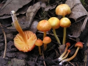 겹양산꽃버섯 (Hygrocybe mucronella (Fr.) P. Karst.  > Hygrocybe reae (Maire) J. Lange)