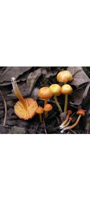 겹양산꽃버섯 (Hygrocybe mucronella (Fr.) P. Karst.  > Hygrocybe reae (Maire) J. Lange)