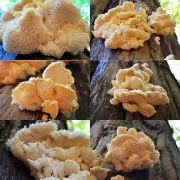 양털노루궁뎅이(흰양털버섯, 이층그물버섯) (Hericium cirrhatum (Pers.) Nicol.  > Creolophus cirrhatus (Pers.) Karst. > Hydnum cirrhatum (Pers.) Fr.)