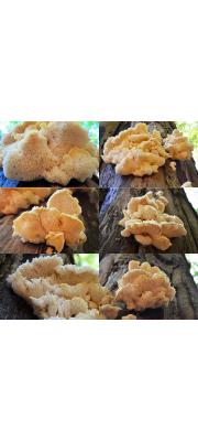 양털노루궁뎅이(흰양털버섯, 이층그물버섯) (Hericium cirrhatum (Pers.) Nicol.  > Creolophus cirrhatus (Pers.) Karst. > Hydnum cirrhatum (Pers.) Fr.)