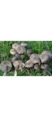 질산꽃버섯(질산벚꽃버섯) (Hygrocybe nitrata (Pers.) Wünsche  > Hygrophrous nitrata (Pers.) Wünsche)