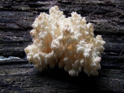 수실노루궁뎅이(산호침버섯아재비, 산호침버섯) (Hericium coralloides (Scop.) Pers.  > Hericium laciniatum (Leers) Banker, > Hericium ramosum Schw.)